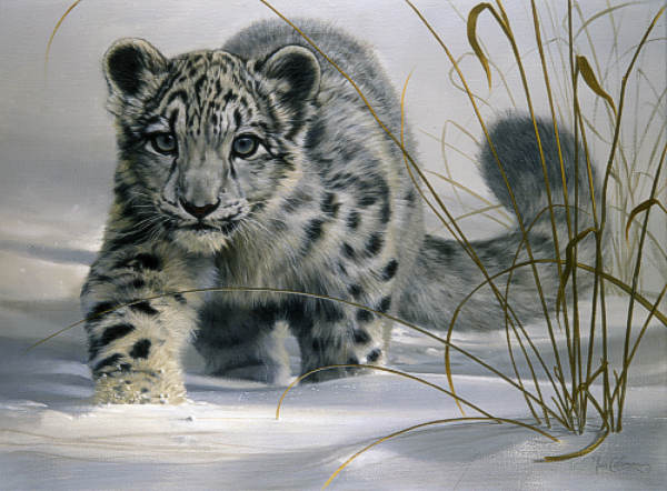 snowleopard.jpg
