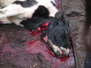 Kalv slaktad enligt shechita