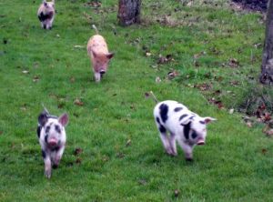 Svenska (och relativt lyckliga) grisar 