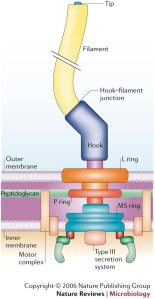 Bakteriell flagellum