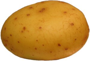 potatis